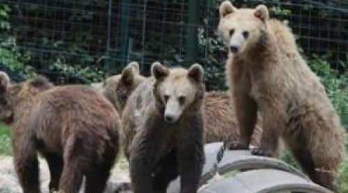 Rămași fără mamă, patru pui de urs de la Zărnești primesc o nouă șansă într un parc natural din Franța
