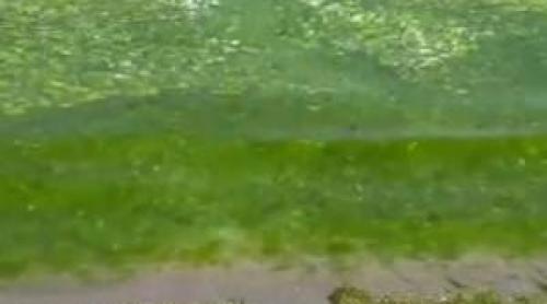 Staţiunea din România unde plaja a devenit un covor de alge. Turiştii, întâmpinaţi de un miros greu de îndurat
