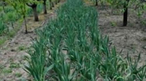 Afacerea cu care Cosmin a dat lovitura, dintr o întâmplare. Vinde kg cu 30 de lei şi nu mai face faţă cererii