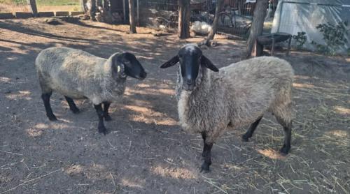 Alertă în România! Virusul variolei ovine și caprine, confirmat în Brăila. Zeci de experți veterinari sunt pe teren