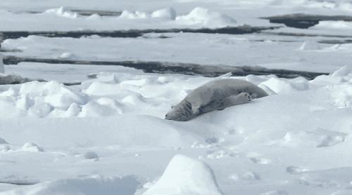 „Antrenamentul” sezonului în Arctica: Un urs polar folosește un bloc de gheață pe post de halteră