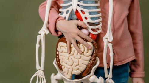 Ce se întâmplă cu flora intestinală după ce iei antibiotice
