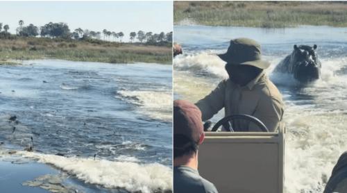 Excursie de coșmar pentru mai mulți turiști. Un hipopotam a atacat barca în care se aflau: „Unul dintre cele mai terifiante momente”