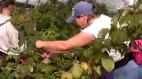 Fructul care ar putea deveni tot mai rar pe tarabe. În Bihor, seceta a lovit puternic culturile