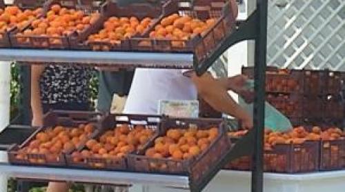 Fructul care duce România în topul producătorilor din UE. Cu cât se vinde un kilogram