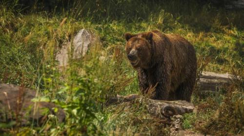 Ministrul Mediului a descoperit ieri că ne mănâncă urșii. Expert în carnivore mari: „Diana Buzoianu a nțeles, în sfârșit, problema urșilor, dar e deja târziu”