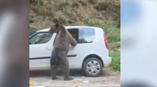 Momentul în care un urs sparge geamul unei mașini pe Transfăgărășan ca să caute mâncare