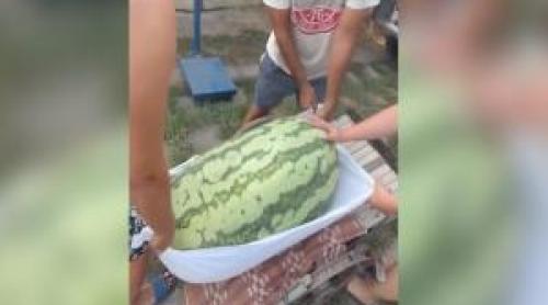 Satul de la granița României în care cresc pepeni cât porcii. Un fermier a cultivat un pepene de 84 kilograme