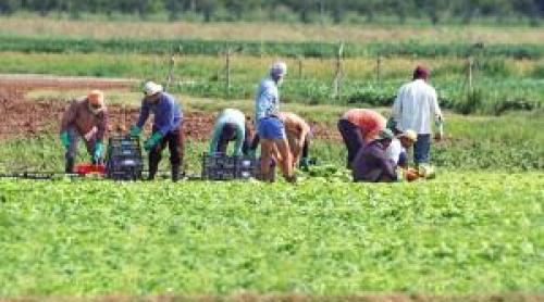 Un român de 19 ani a murit în timp ce culegea roşii pe un câmp din Italia: "E o rană care va rămâne deschisă"