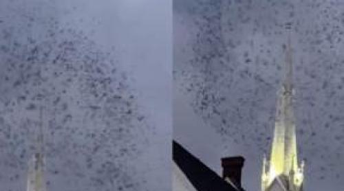 4.000 de păsări, filmate în timp ce se învârteau în jurul turlei unei biserici din Salem! Imaginile care au devenit rapid virale