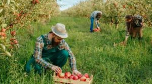 Cel mai mare producător de mere din UE nu găsește muncitori la cules: "La banii ăștia să culegi singur"