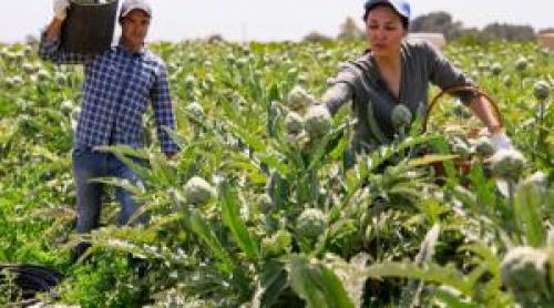Cultura care poate valora şi 60.000 de euro hectarul. Fermierii sârbi au dat lovitura cu o plantă neobişnuită