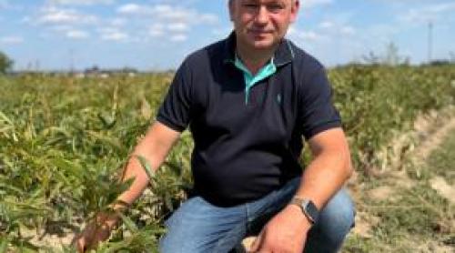 Fermierul care a renunțat la vite pentru bujori. Cultivă 65 de hectare și își vinde producția în Olanda