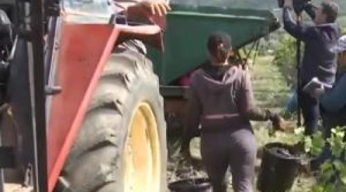 Judeţul care caută sute de zilieri, dar puţini vor să muncească. Se pot câştiga şi 400 de lei pe zi