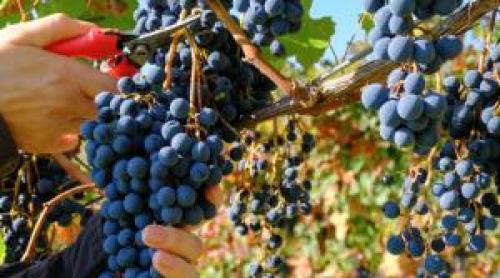 Locul în care viticultorii își aruncă recolta pe jos. Munca de generații se duce pe apa sâmbetei