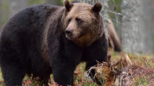 Oraşul în care urşii au ucis 6 oameni într o singură lună. Ce a declanşat seria de atacuri
