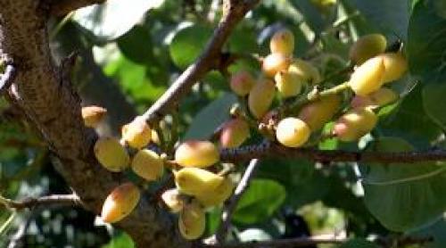 Planta exotică din Dăbuleni cu care fermierii vor să dea lovitura. E prima recoltă din istorie