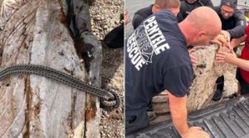 Statuie romană intactă, descoperită în Dunăre. Piesa s a păstrat aproape perfect timp de secole