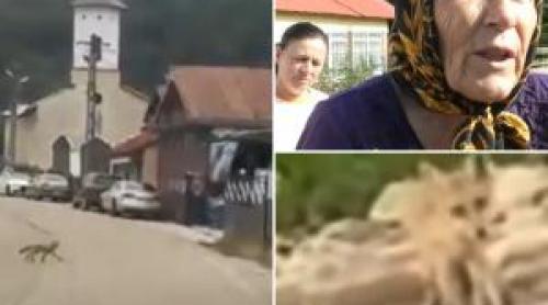 Un sat întreg, la mila vulpilor. Intră în curţi şi nu se mai tem de oameni: "Încontinuu m am bătut cu ea"