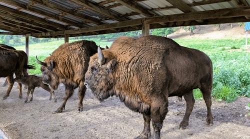 Animalele legendare care au stăpânit pădurile Carpaților. Cum au dispărut bourii și au fost salvați zimbrii