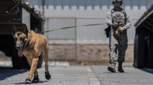 Câini modificați genetic pentru misiuni militare. Un start up american a atras 200 de milioane de dolari