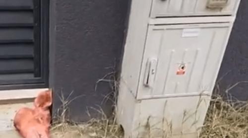 Cap de porc la poarta casei lui Marius Lulea. Cofondatorul AUR a sesizat poliția