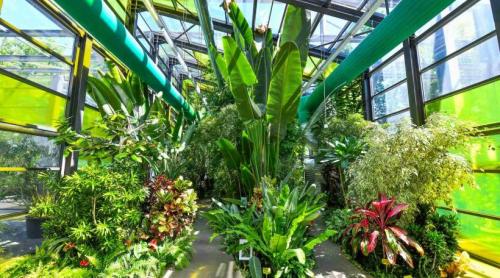 Climatizarea serelor de plante exotice din Parcul Drumul Taberei, supravegheată la un cost de 21.500 de euro pe lună