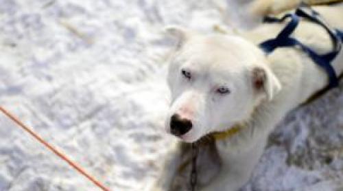 Finlanda caută voluntari pentru îngrijirea câinilor husky. Oferă cazare şi salariu