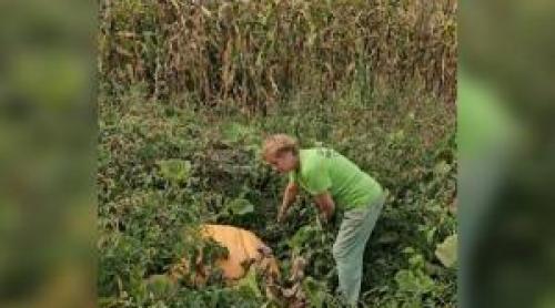 Fructul gigant cultivat în grădina unei familii din Maramureş. Ajunge la 200 kg şi continuă să crească