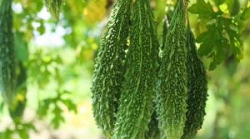 Leguma exotică, benefică pentru diabetici, cu care un român a dat lovitura. Se vinde cu 45 de lei/kg