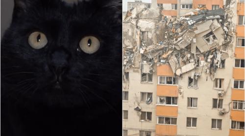 Miracol în Rahova! O pisică a supraviețuit patru luni printre ruinele blocului explodat. Cum a fost salvată Sheba