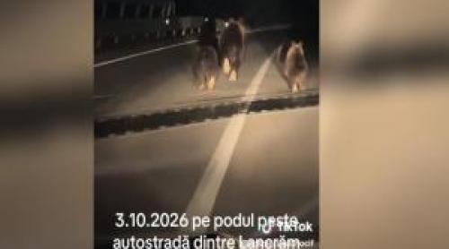 O ursoaică alături de pui, suprinşi pe podul de peste autostrada A10, lângă Sebeş. Fugeau din calea maşinilor