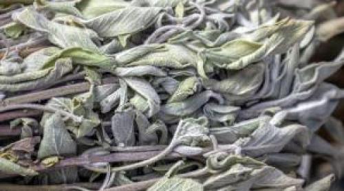 Planta minune care susține sănătatea oaselor și ajută digestia. De ce trebuie consumată cu prudență