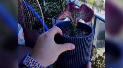 Planta roz de la care a pornit o afacere de milioane. Tânărul care a vândut o are acum 1.000 de comenzi pe zi