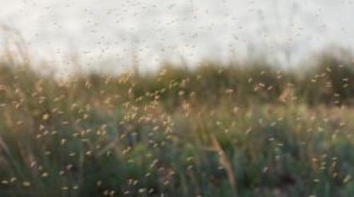 Singura ţară din lume fără ţânţari. Motivul pentru care insectele nu rezistă aici