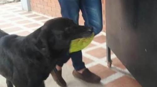 Un câine din Columbia își cumpără zilnic biscuiți și plătește cu frunze. Povestea lui a cucerit internetul