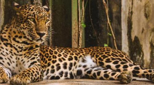 Un nou atac grav la un zoo din Europa! O femeie se zbate între viață și moarte, la două săptămâni după tragedia cu tigrul