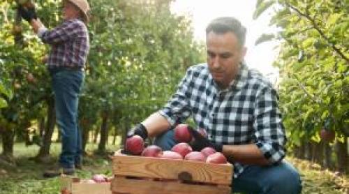 Un nou soi de mere apare în supermarketuri. Un fermier a dat lovitura cu fructul care rezistă la vremea rea