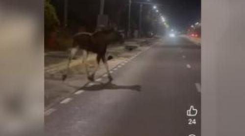 Un şofer a lovit mortal un animal dispărut de 200 de ani din România. Mister la un accident din Piteşti