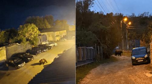 Ursul care a dat fiori localnicilor, lângă Castelul Corvinilor. A coborât în Hunedoara, pe urmele lupului din primăvară