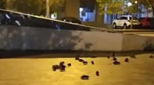 Zeci de șobolani, filmați cum mişună nestingheriţi în centrul Bucureștiului. Reacţia Primăriei Capitalei