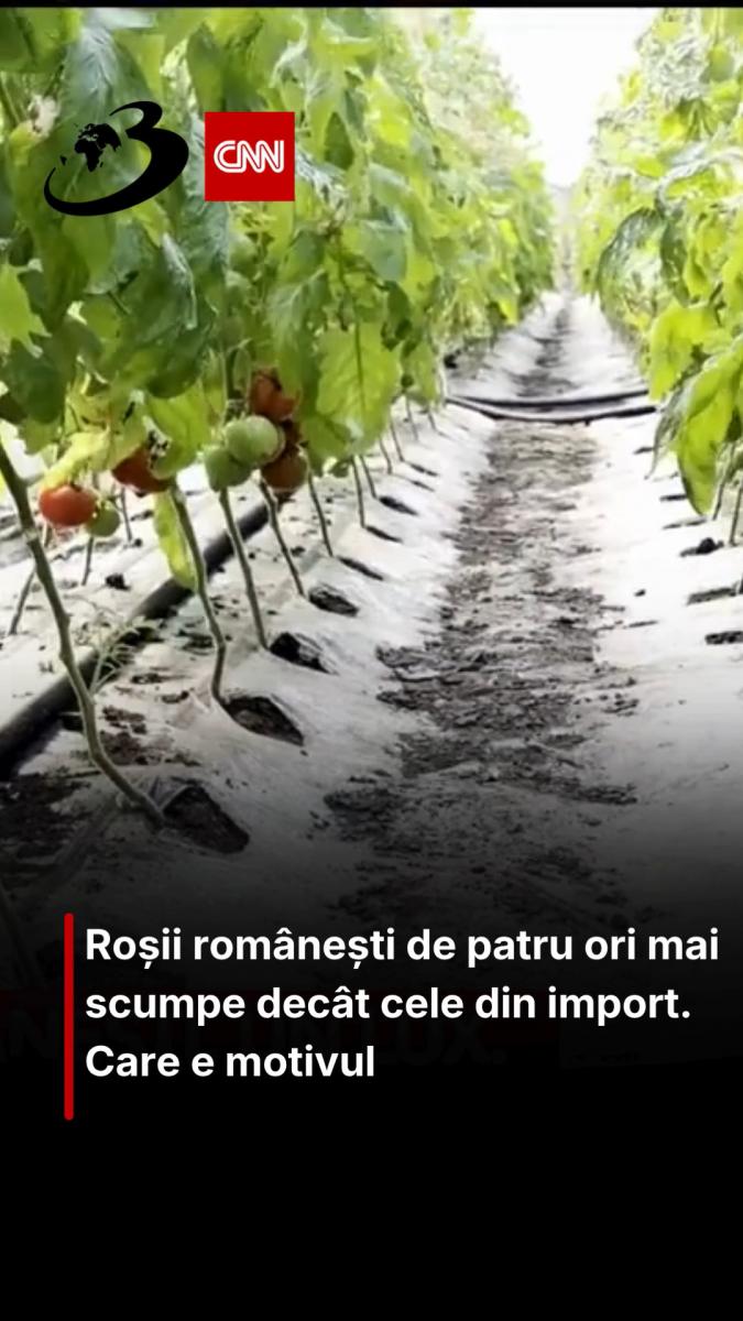 Roșii românești de patru ori mai scumpe decât cele din import. Care e motivul