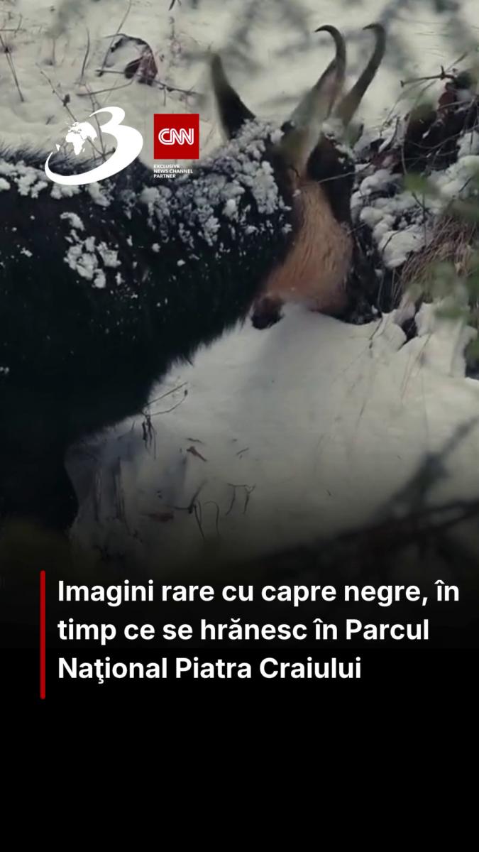 Imagini rare cu capre negre, în timp ce se hrănesc în Parcul Naţional Piatra Craiului
