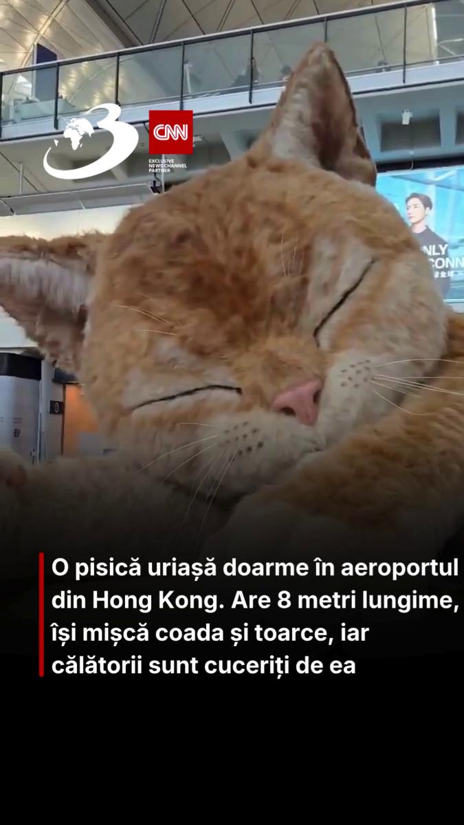 O pisică uriașă doarme în aeroportul din Hong Kong. Are 8 metri lungime, își mișcă coada și toarce, iar călătorii sunt cuceriți de ea