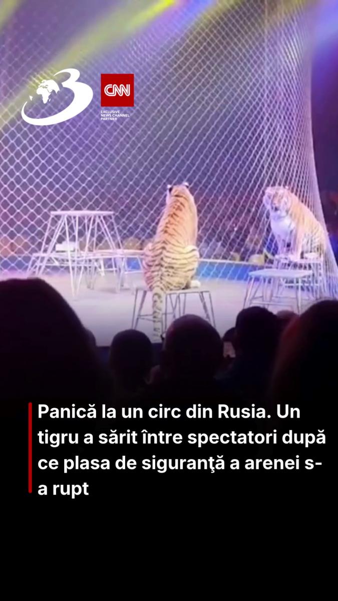 Panică la un circ din Rusia. Un tigru a sărit între spectatori după ce plasa de siguranţă a arenei s-a rupt