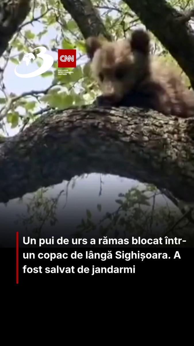 Un pui de urs a rămas blocat într-un copac de lângă Sighișoara. A fost salvat de jandarmi