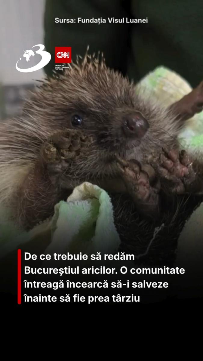 De ce trebuie să redăm Bucureștiul aricilor. O comunitate întreagă încearcă să-i salveze înainte să fie prea târziu
