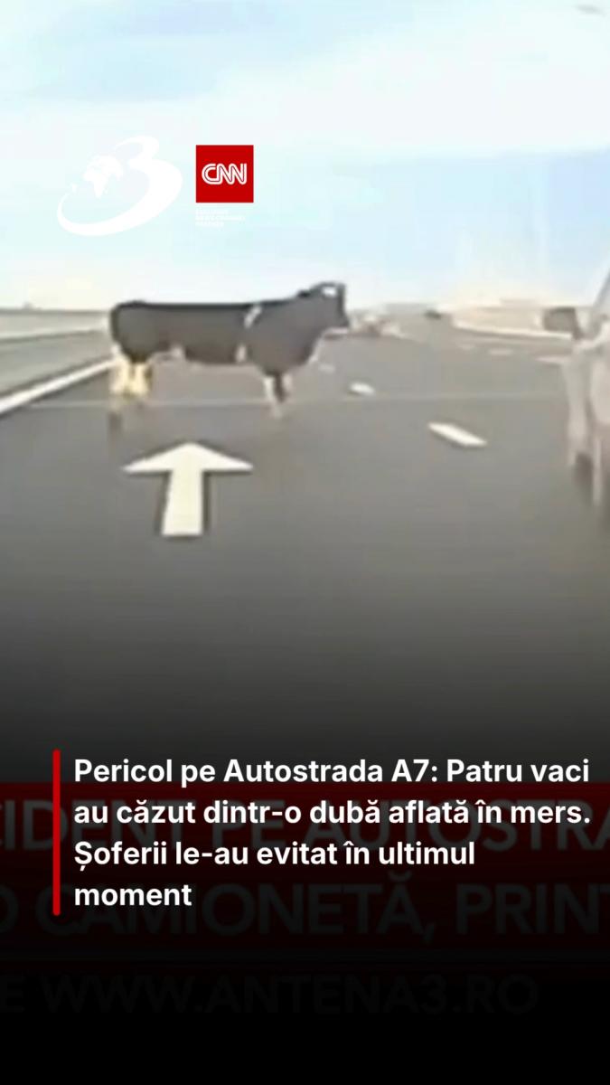Pericol pe Autostrada A7: Patru vaci au căzut dintr-o dubă aflată în mers. Șoferii le-au evitat în ultimul moment