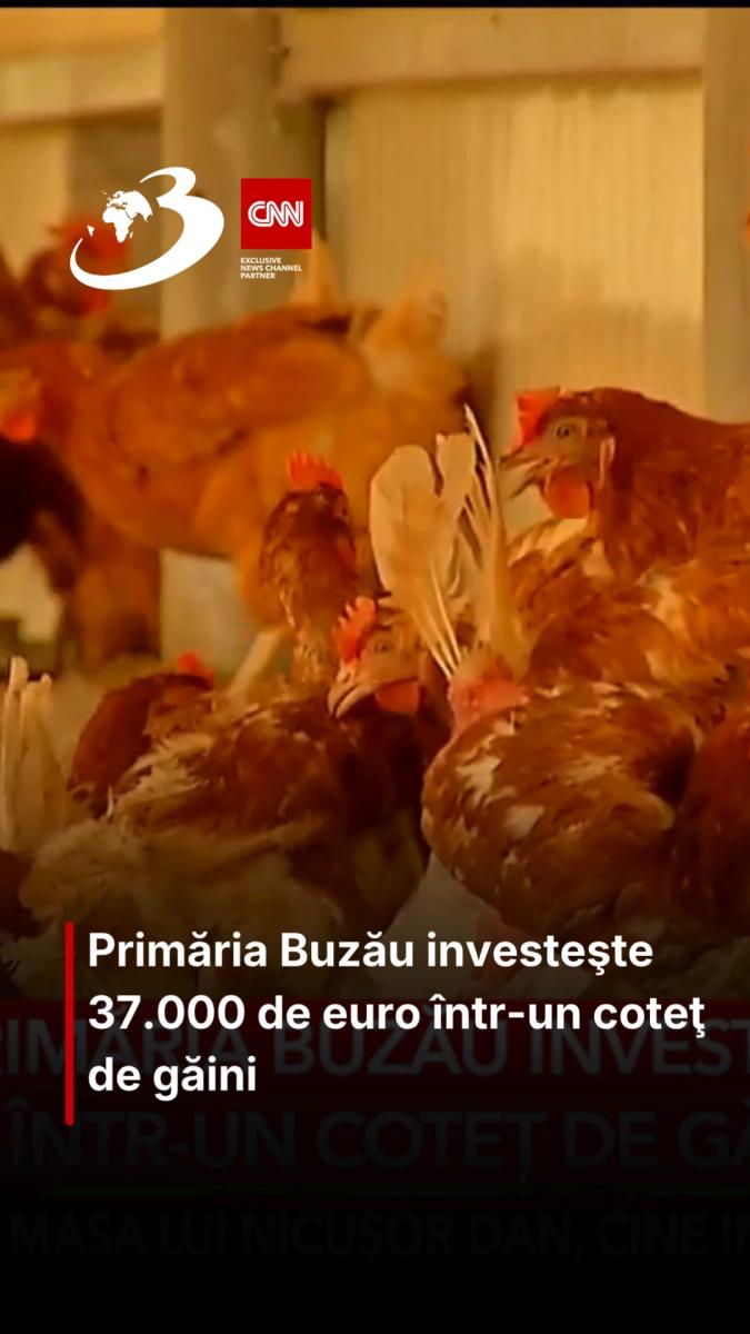  Primăria Buzău investeşte 37.000 de euro într-un coteţ de găini 