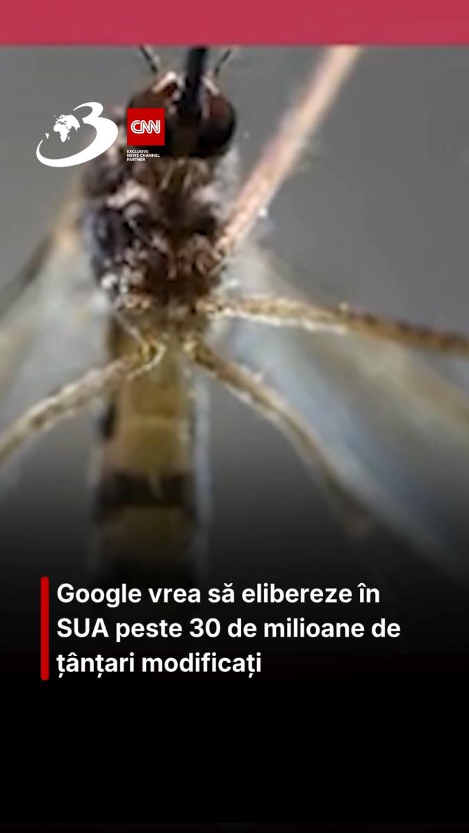 Google vrea să elibereze în SUA peste 30 de milioane de țânțari modificați